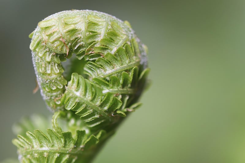 Plant Styling Tips
